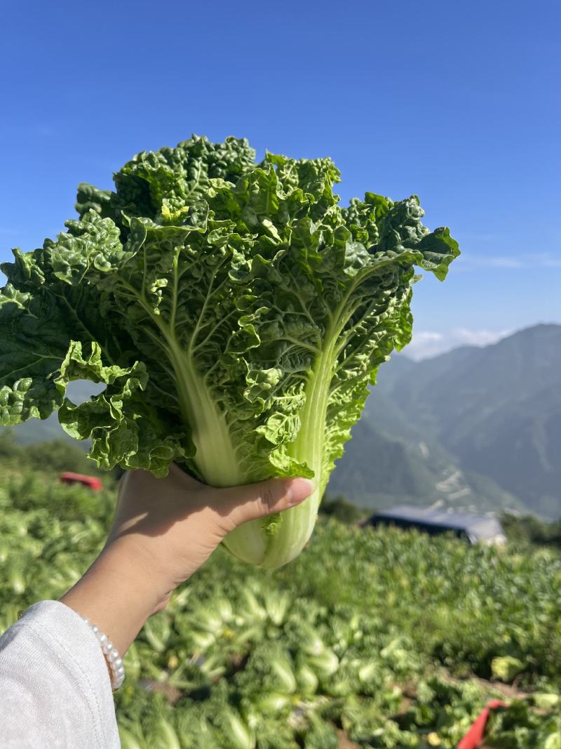 毛白菜，白菜，产地一条龙服务，量大从优，价格美丽