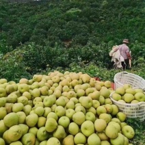 正宗度尾红心文旦柚