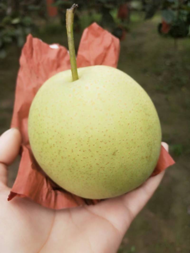 自家梨园，大量批发皇冠梨！清脆可口！