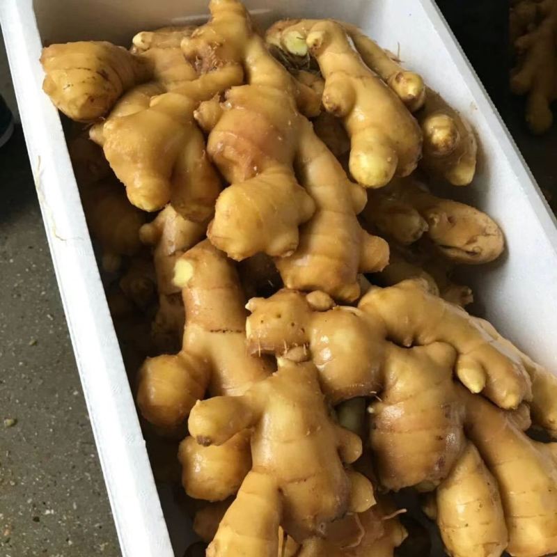 昌邑水洗大姜