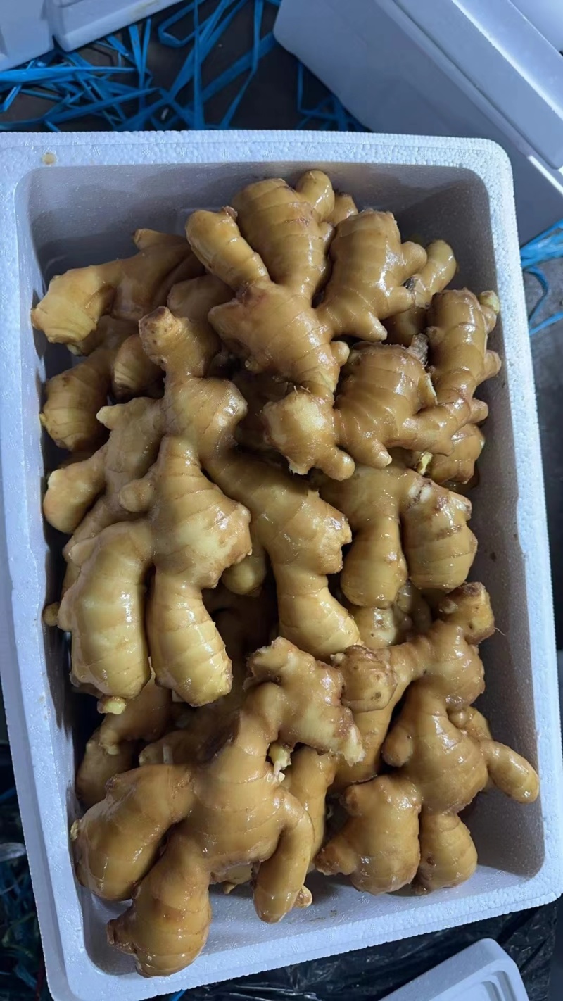 昌邑水洗大姜