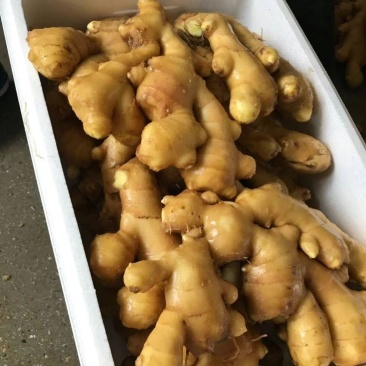 昌邑水洗大姜