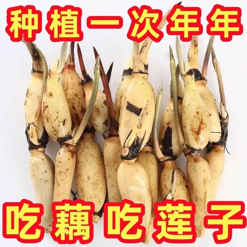 藕种批发，量大优惠，产地直发，价格优惠，欢迎致电