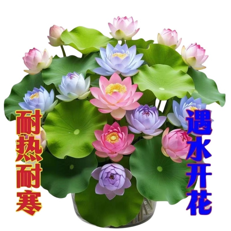 藕种批发，量大优惠，产地直发，价格优惠，欢迎致电