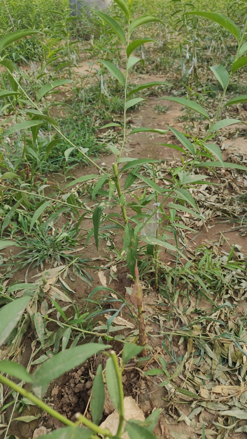 艾琳娜，蒙娜丽莎，莫妮卡，塔尔玛，卯爷西梅苗