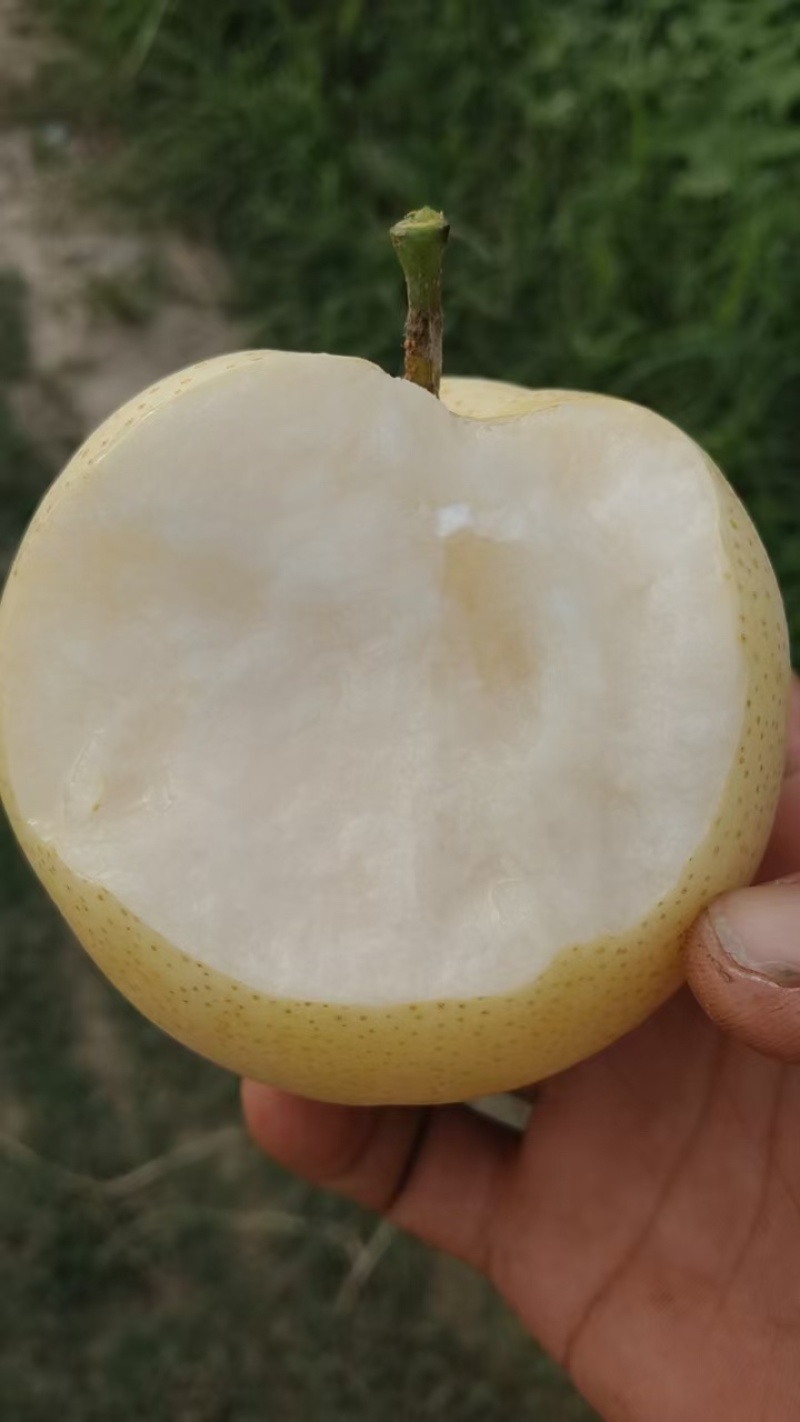 黄金梨，批发黄金梨，梨，水果梨，产地现摘现发，货源充足
