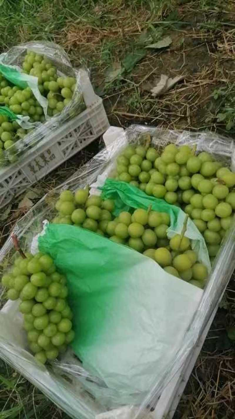 山东葡萄阳光玫瑰葡萄产地代发货对接电商市场大量现货大量接