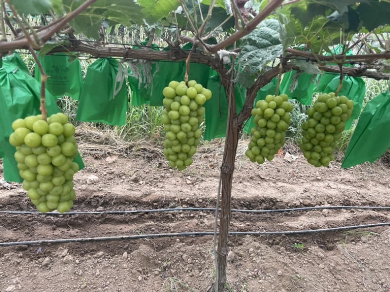 陕西渭南阳光玫瑰，葡萄大量上市量大，从优新鲜采摘