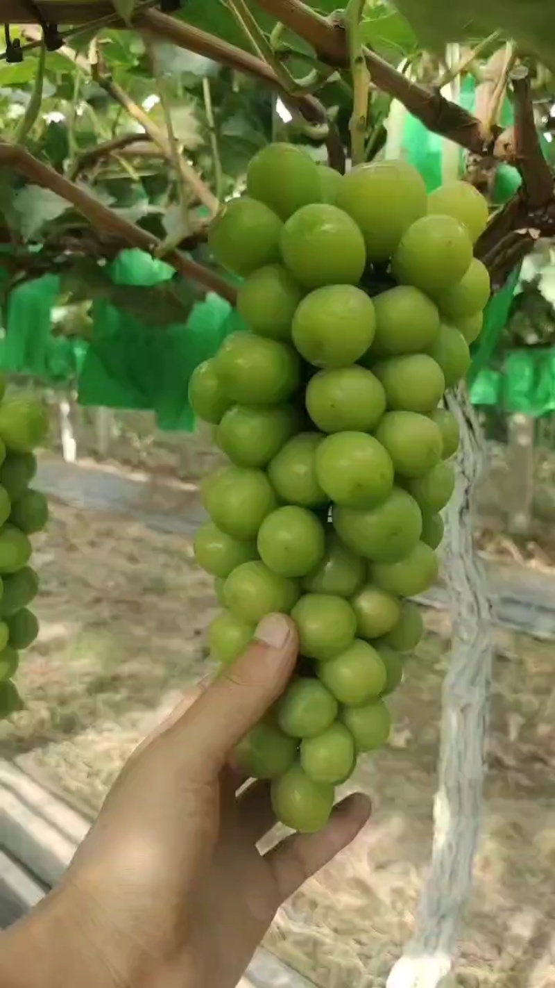镇店之宝【阳光玫瑰葡萄】大量上市，口感超甜，糖度高！