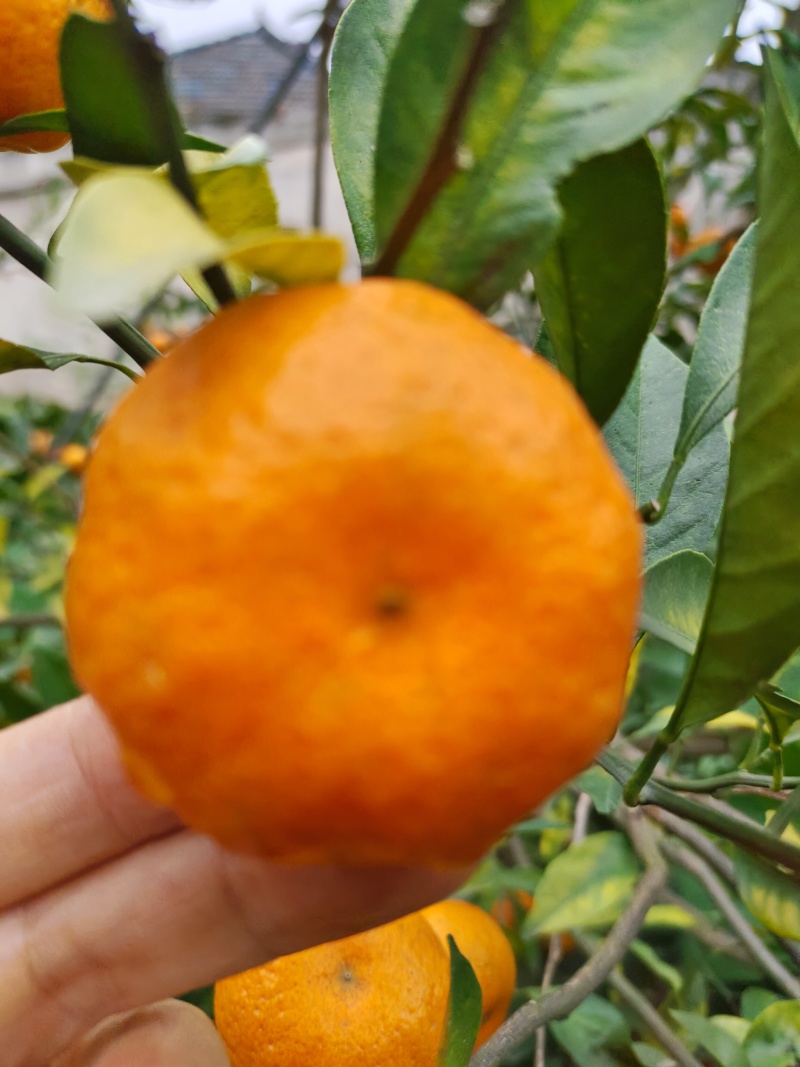 南丰蜜橘默科特产地直销批发看货定园现场采果选果质量保证