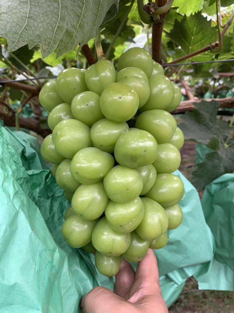 陕西渭南阳光玫瑰，葡萄大量上市量大，从优新鲜采摘
