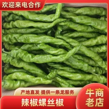 海南省临高县加来镇露天精品螺丝椒薄皮泡椒产地实力代办