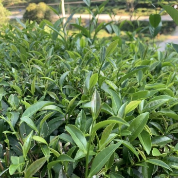 广东揭阳大北山特色炒茶