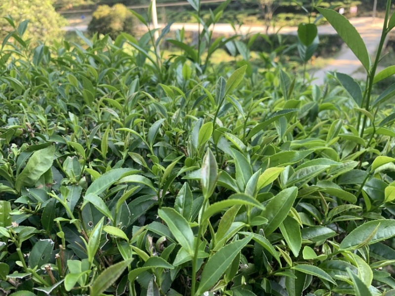 广东揭阳大北山特色炒茶