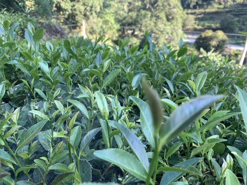 广东揭阳大北山特色炒茶