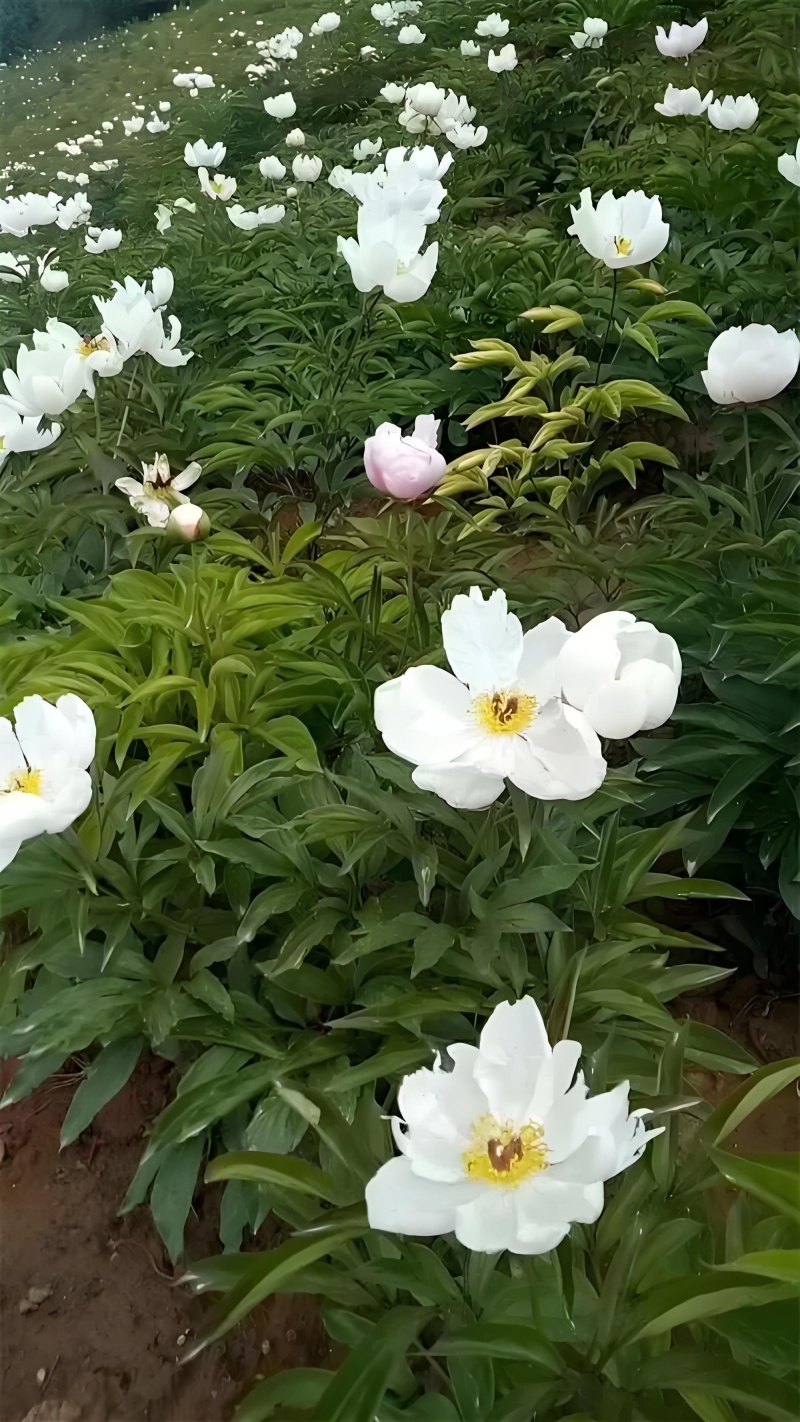 集凤高山芍药