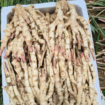 大量供应电商平台，商超带泥仔姜红芽姜产地直发一条龙服务