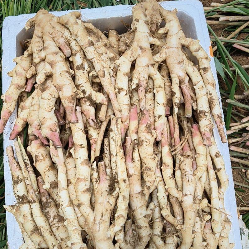 大量供应电商平台，商超带泥仔姜红芽姜产地直发一条龙服务