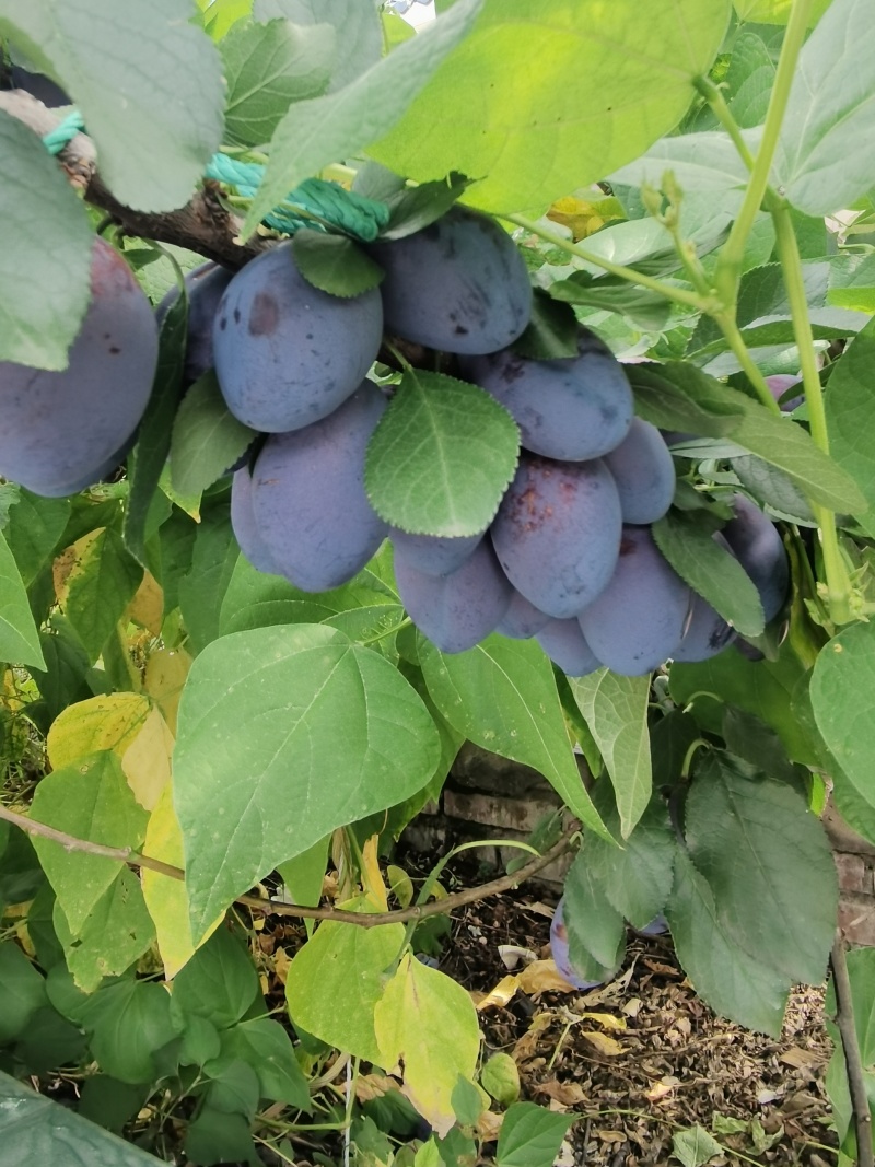 套袋西梅，各大电商平台，一件代发，一件代发，一件代发