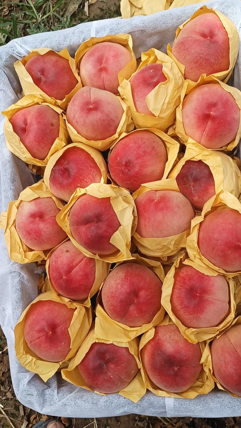 秋彤桃