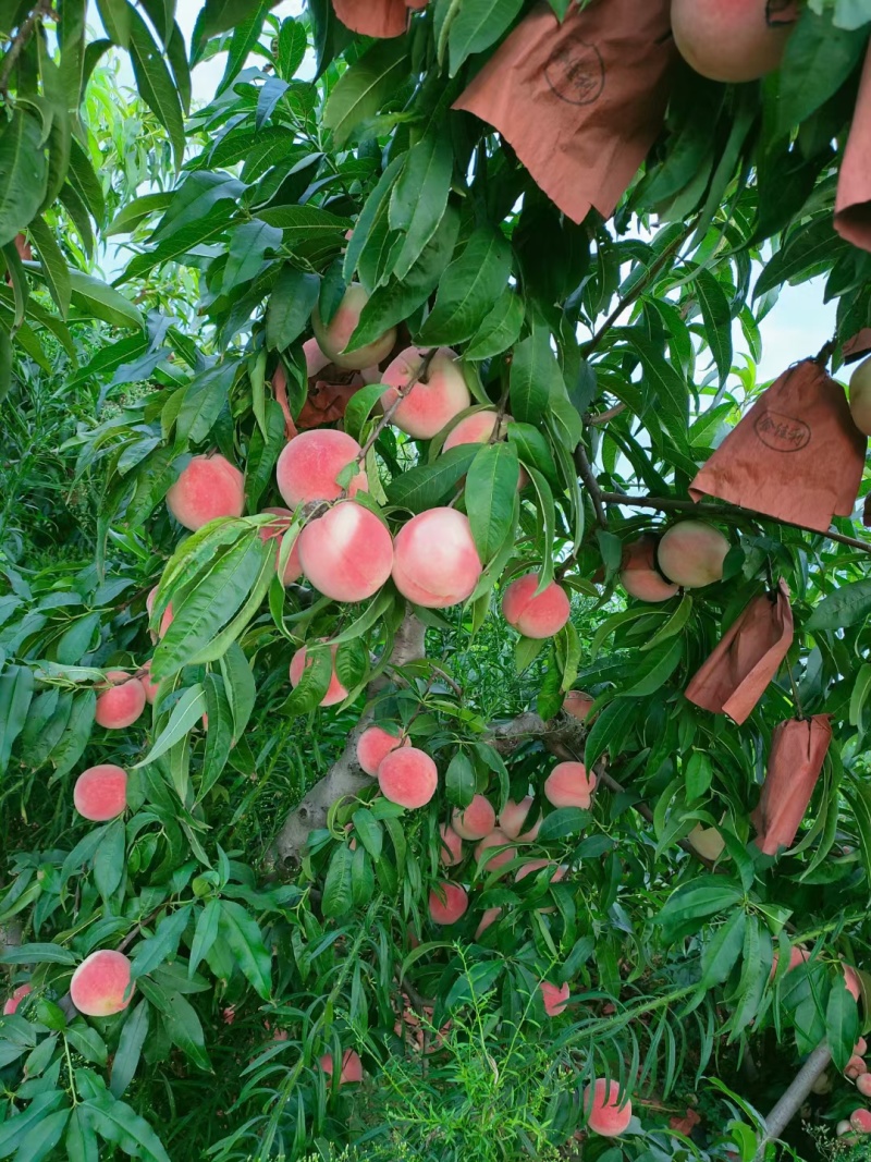 秋彤桃