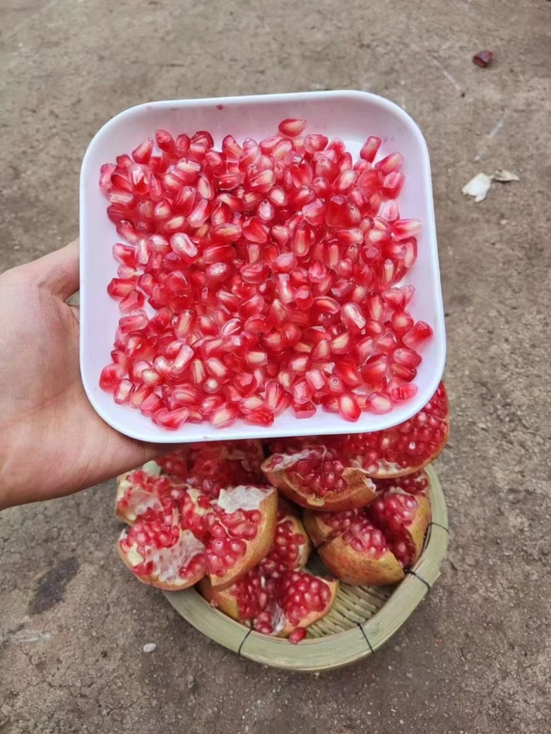蒙自万亩石榴