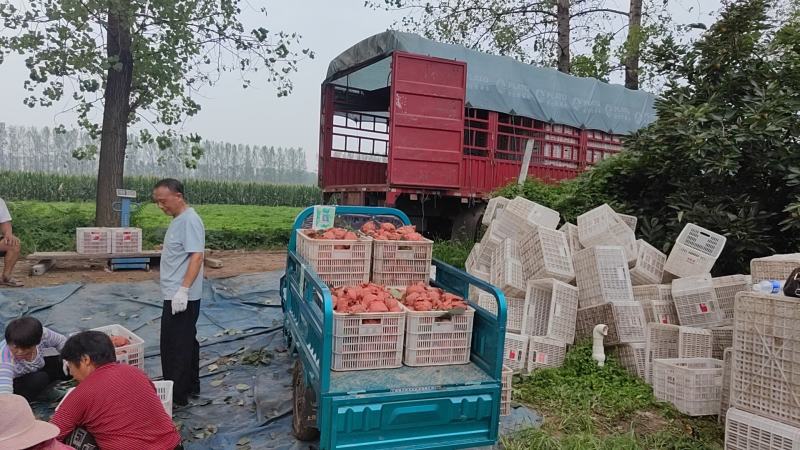 黄金梨30万斤！！！精品头果糖分17！！！！！！！！！！