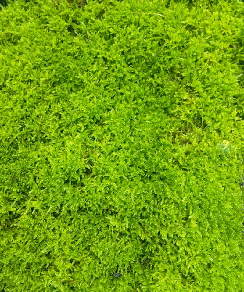 苔藓植物大灰藓庭院草坪铺地植物假山花园小区绿化铺面