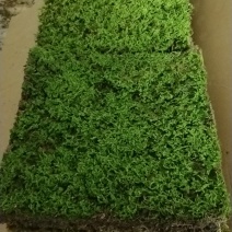 苔藓植物大灰藓庭院草坪铺地植物假山花园小区绿化铺面