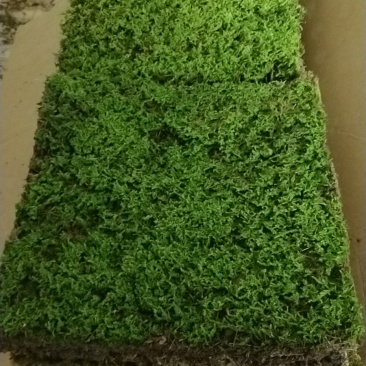 苔藓植物大灰藓庭院草坪铺地植物假山花园小区绿化铺面