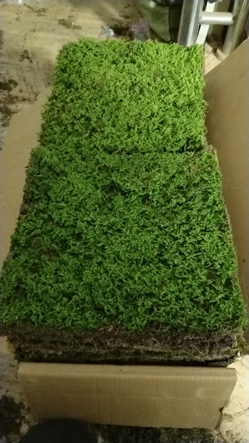 苔藓植物大灰藓庭院草坪铺地植物假山花园小区绿化铺面