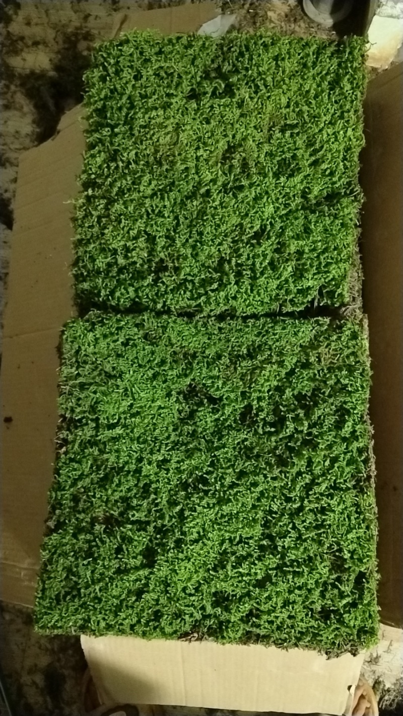 苔藓植物大灰藓庭院草坪铺地植物假山花园小区绿化铺面