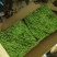 苔藓植物大灰藓庭院草坪铺地植物假山花园小区绿化铺面