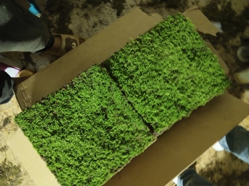 苔藓植物大灰藓庭院草坪铺地植物假山花园小区绿化铺面