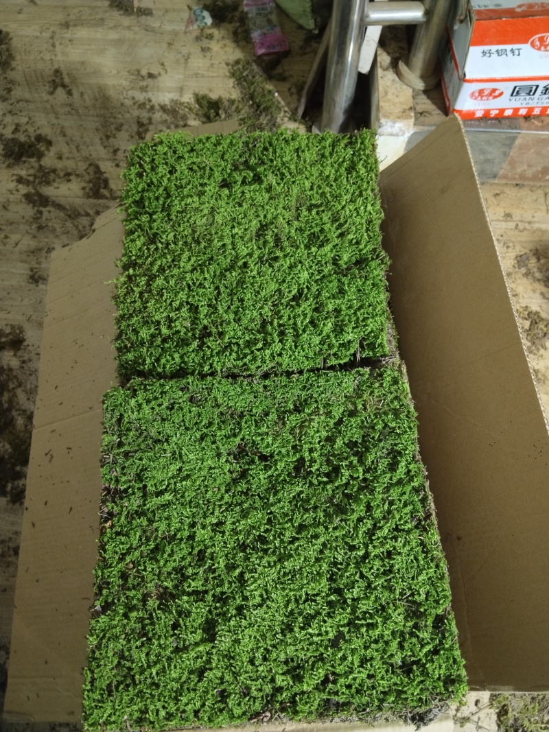 苔藓植物大灰藓庭院草坪铺地植物假山花园小区绿化铺面