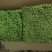 苔藓植物大灰藓庭院草坪铺地植物假山花园小区绿化铺面