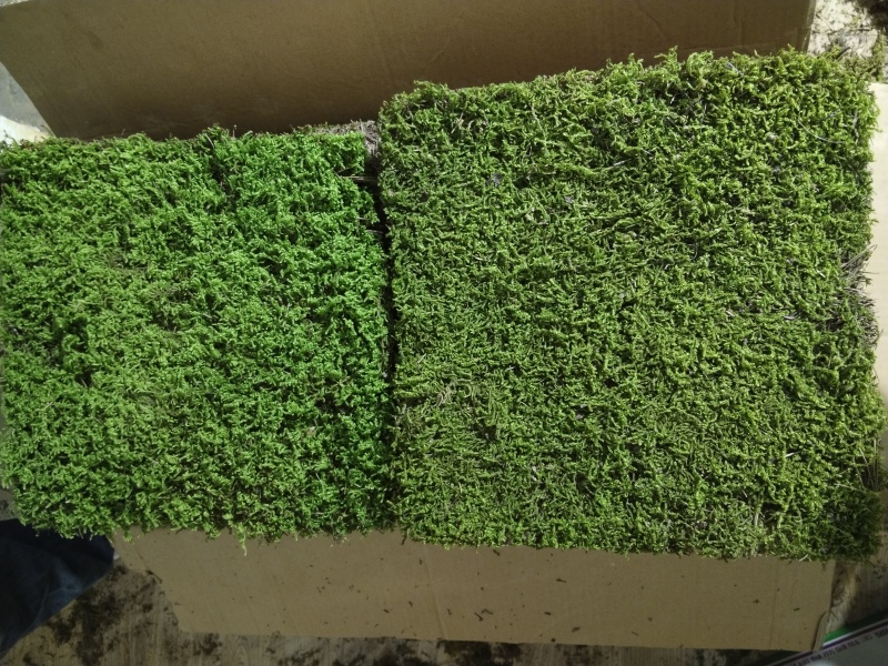 苔藓植物大灰藓庭院草坪铺地植物假山花园小区绿化铺面