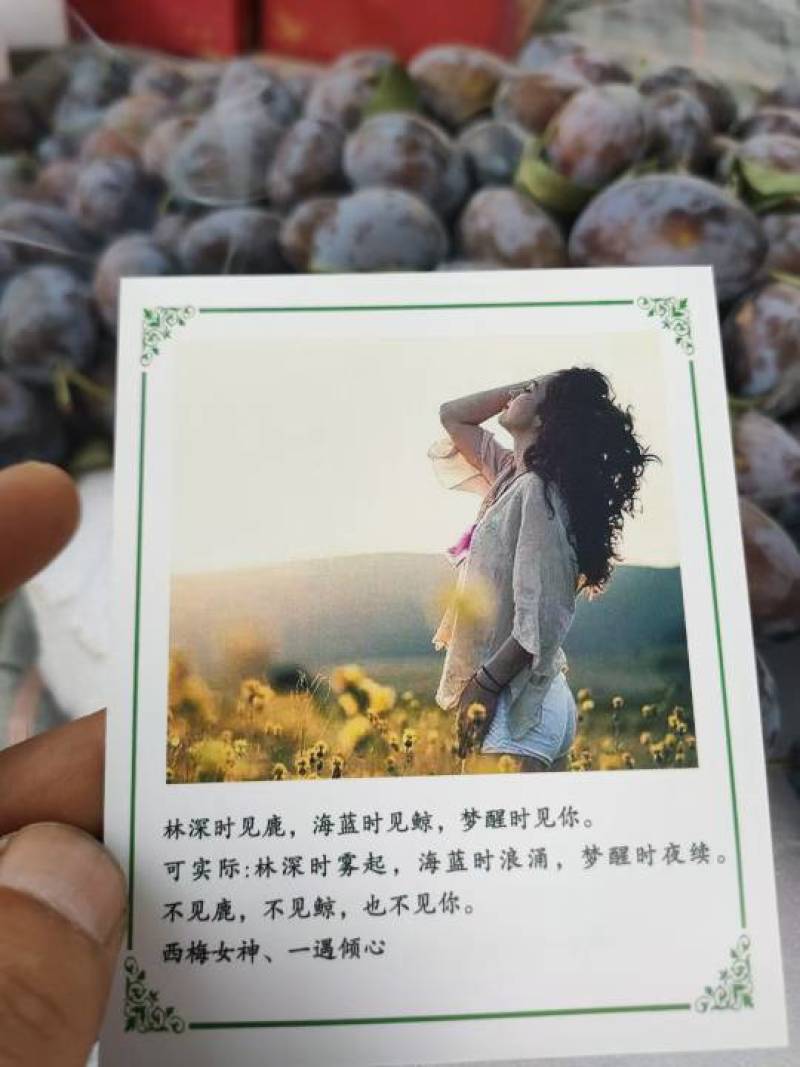 西梅一件代发，电商，团购，市场