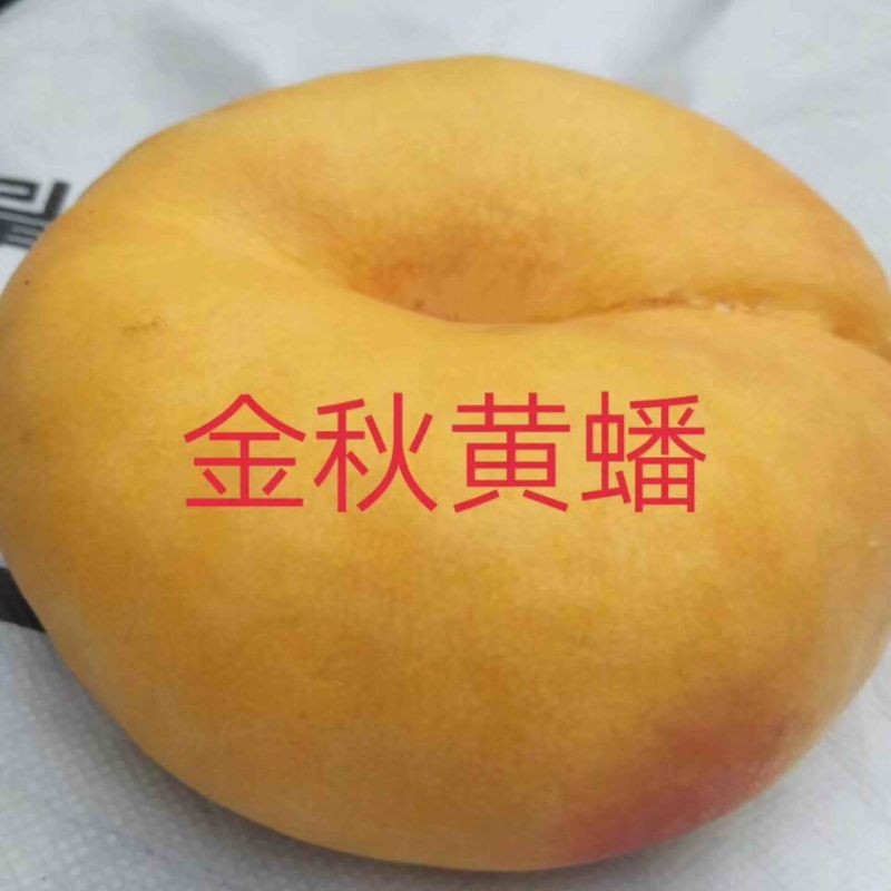 黄金蟠桃101优质蒙阴蜜桃品种推广成熟供应