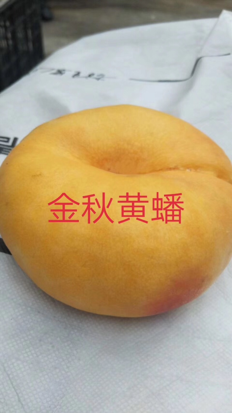 黄金蟠桃101优质蒙阴蜜桃品种推广成熟供应