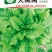 莴笋种子大莴莴叶用莴笋耐抽苔香甜脆柔软可口四季可种
