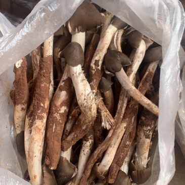 云南****的火把鸡纵，当天发货、物流渠道稳定快捷