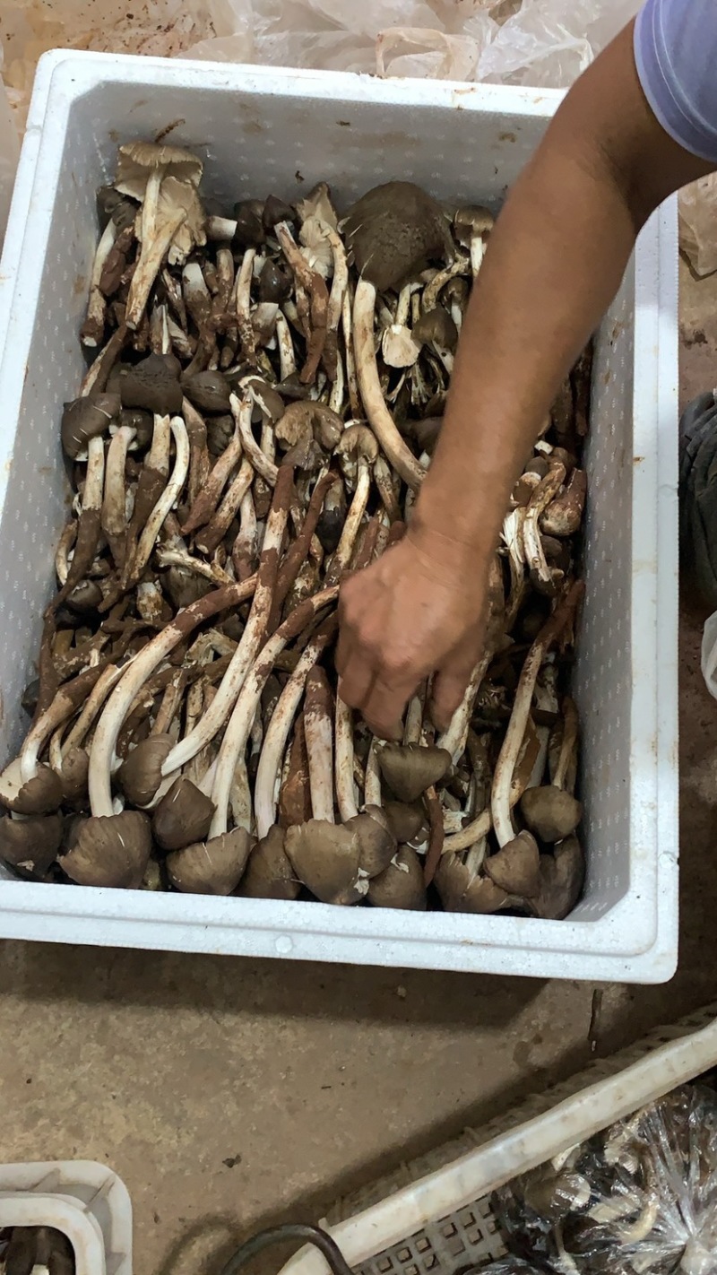 云南****的火把鸡纵，当天发货、物流渠道稳定快捷