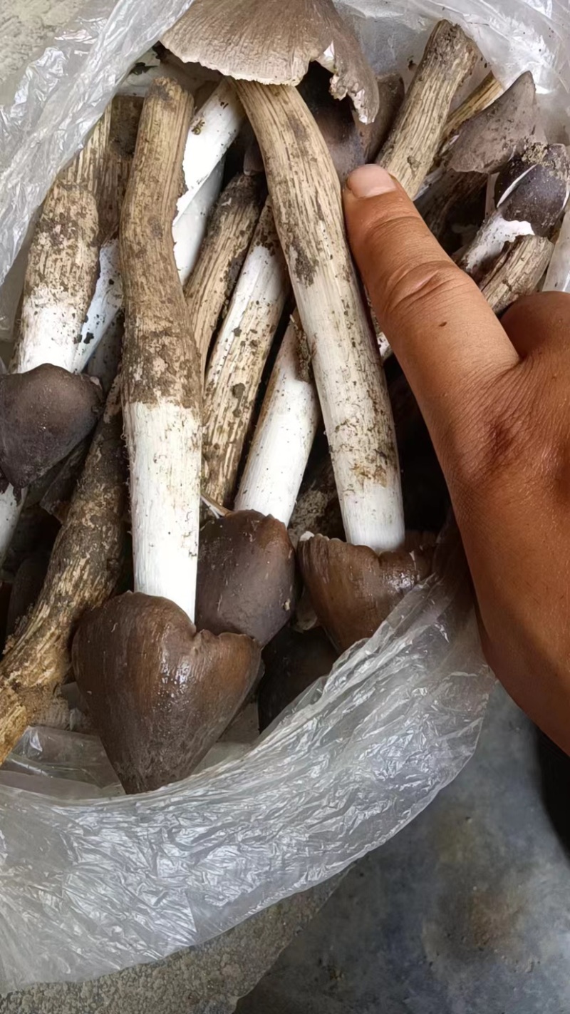 云南****的火把鸡纵，当天发货、物流渠道稳定快捷