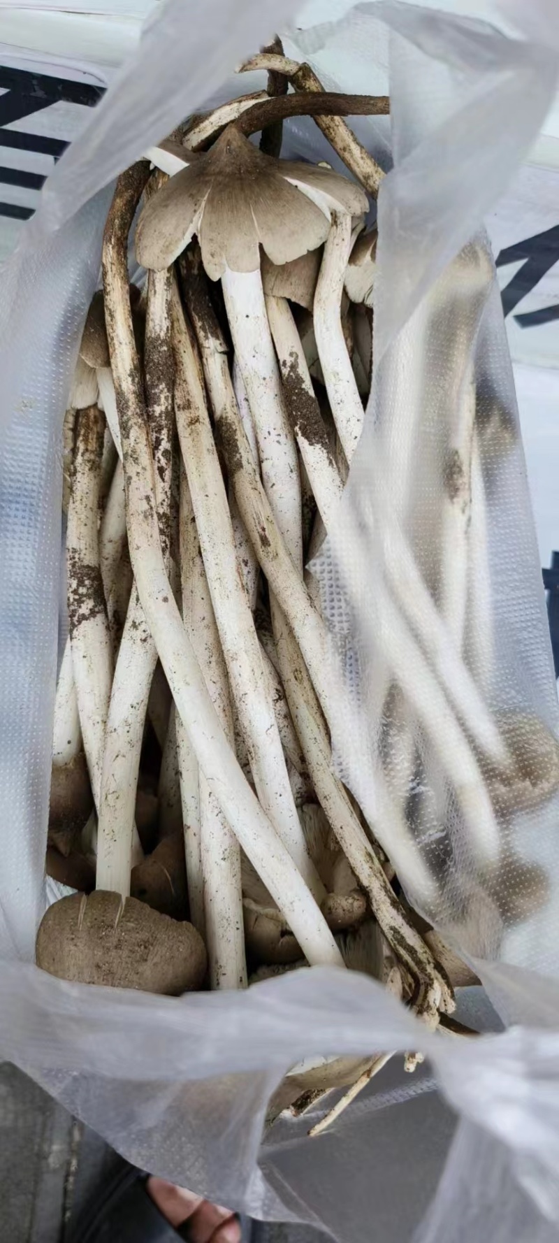 云南****的火把鸡纵，当天发货、物流渠道稳定快捷