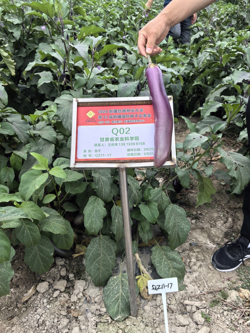 茄子甘科紫长茄