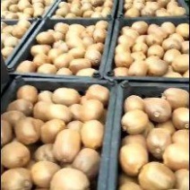 陕西眉县冷库徐香猕猴桃（小果丶中小果丶炸汁果丶电商果