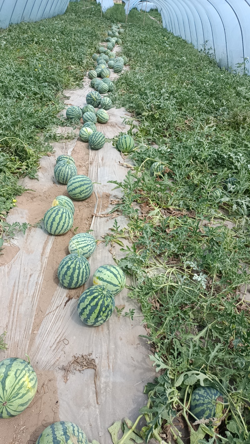 麒麟西瓜