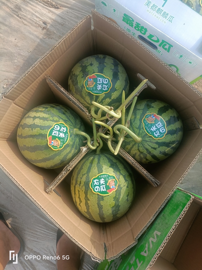 麒麟西瓜