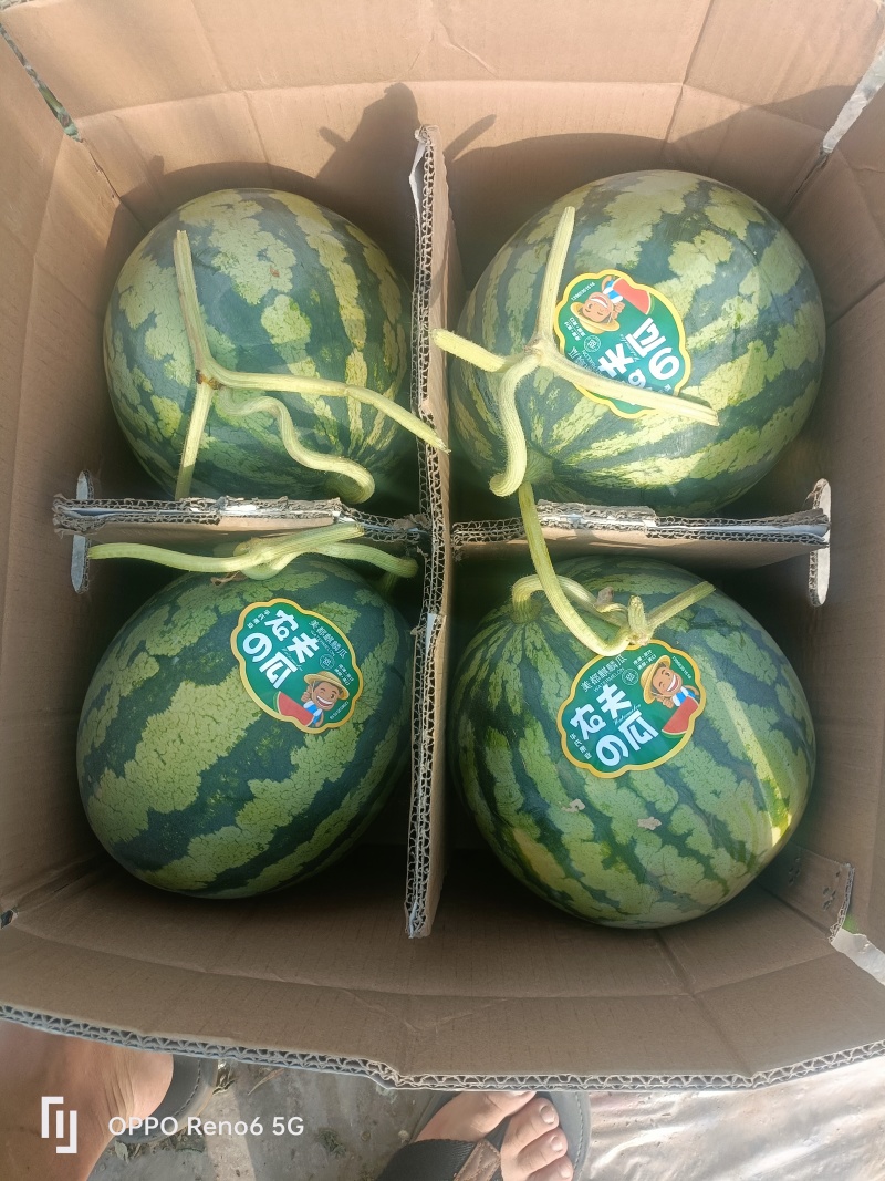 麒麟西瓜